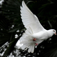 CHRIST’S PEACE – Not as the world gives – Homily 6th Sunday of Easter 5/25/25