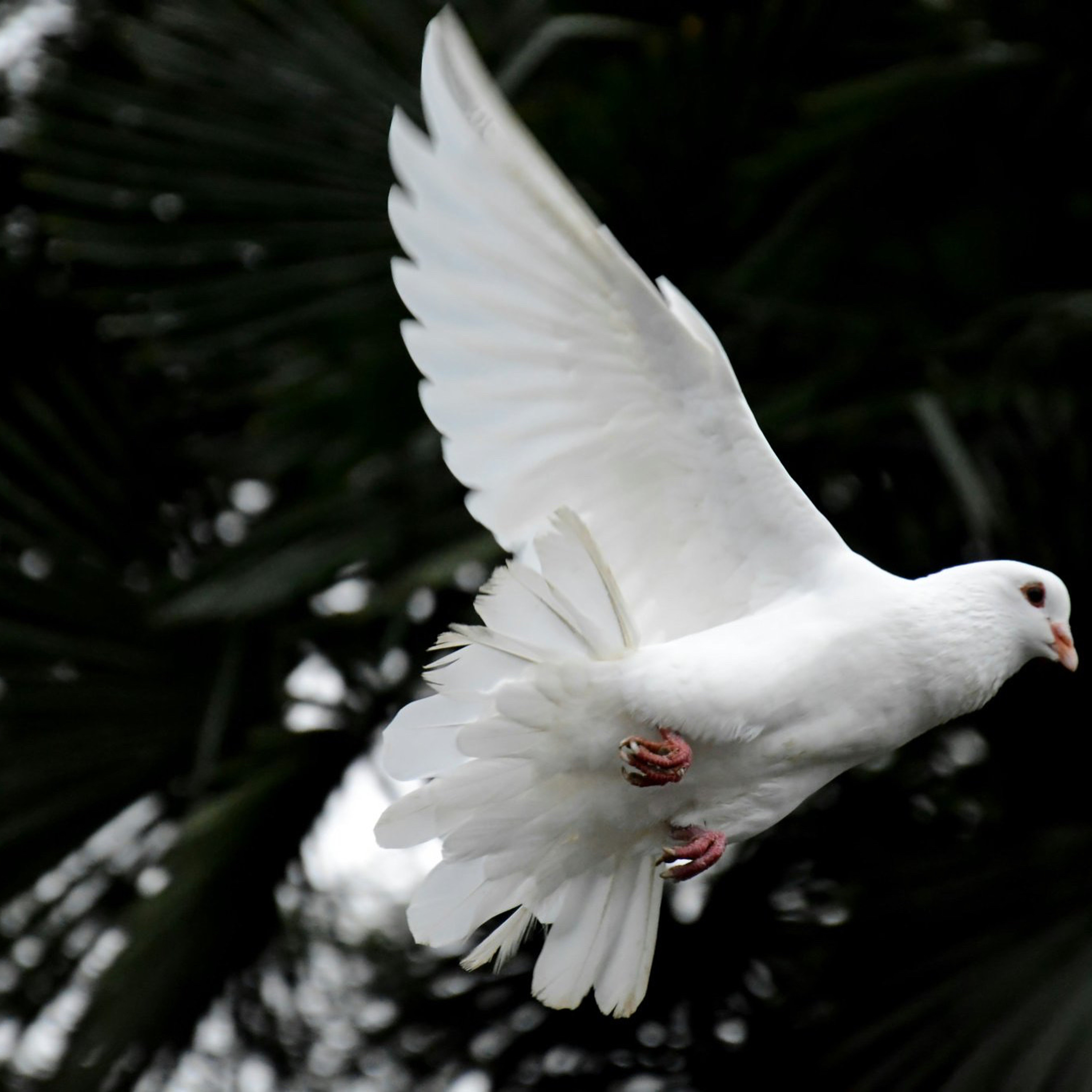 CHRIST’S PEACE – Not as the world gives – Homily 6th Sunday of Easter 5/25/25 episode artwork