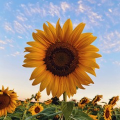 Chill House 2025 🌱