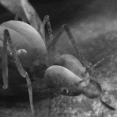 Leaf Cutter Ants