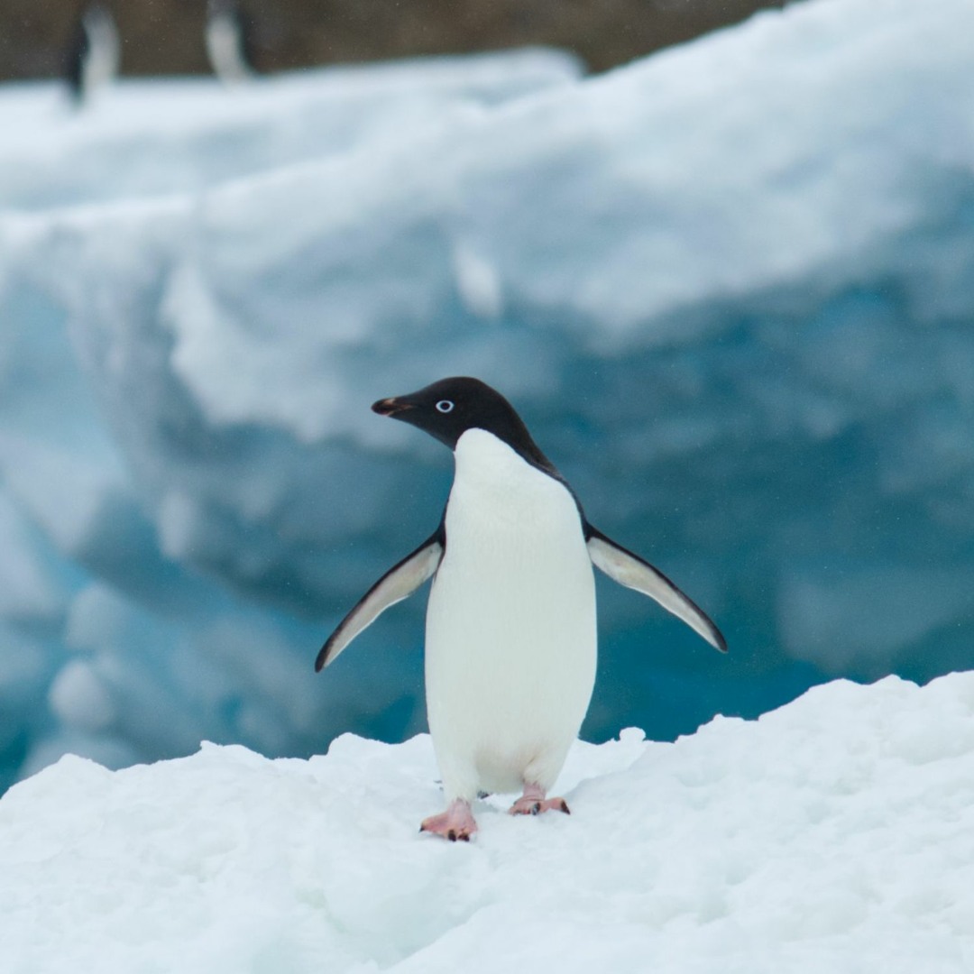 ペンギン賞品③ Amazon | airpods3 ケース もこもこ airpods 第3世代 ケース かわいい