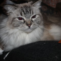 Aik Trubaduren - Elfsborgs Nr 6 (high Quality)