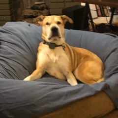 The Dog Park (Ode to Jake)1