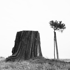Other Pines for piano trio (2023)