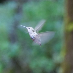 Flutter