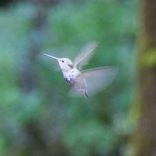 Flutter