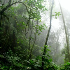 Sketches: Tropical Forest