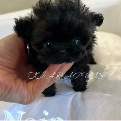 Premium Micro Teacup Poodle Puppies for Sale in Nevada – NOIR from Tiara Pets