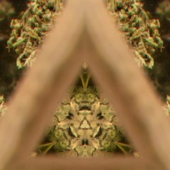 (mysterious forest)