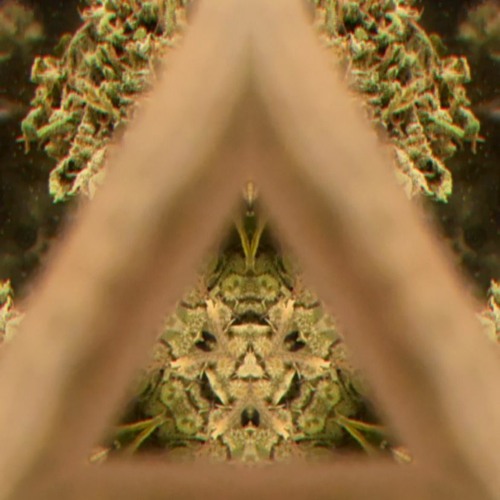 (mysterious forest)