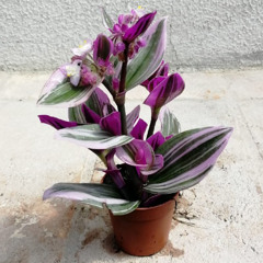 Tradescantia