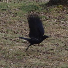 Das Kind und der Rabe - Kapitel 1