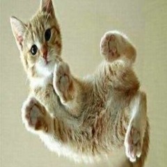 ❤️🐱