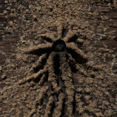 Mandaçaia (Melipona quadrifasciata)