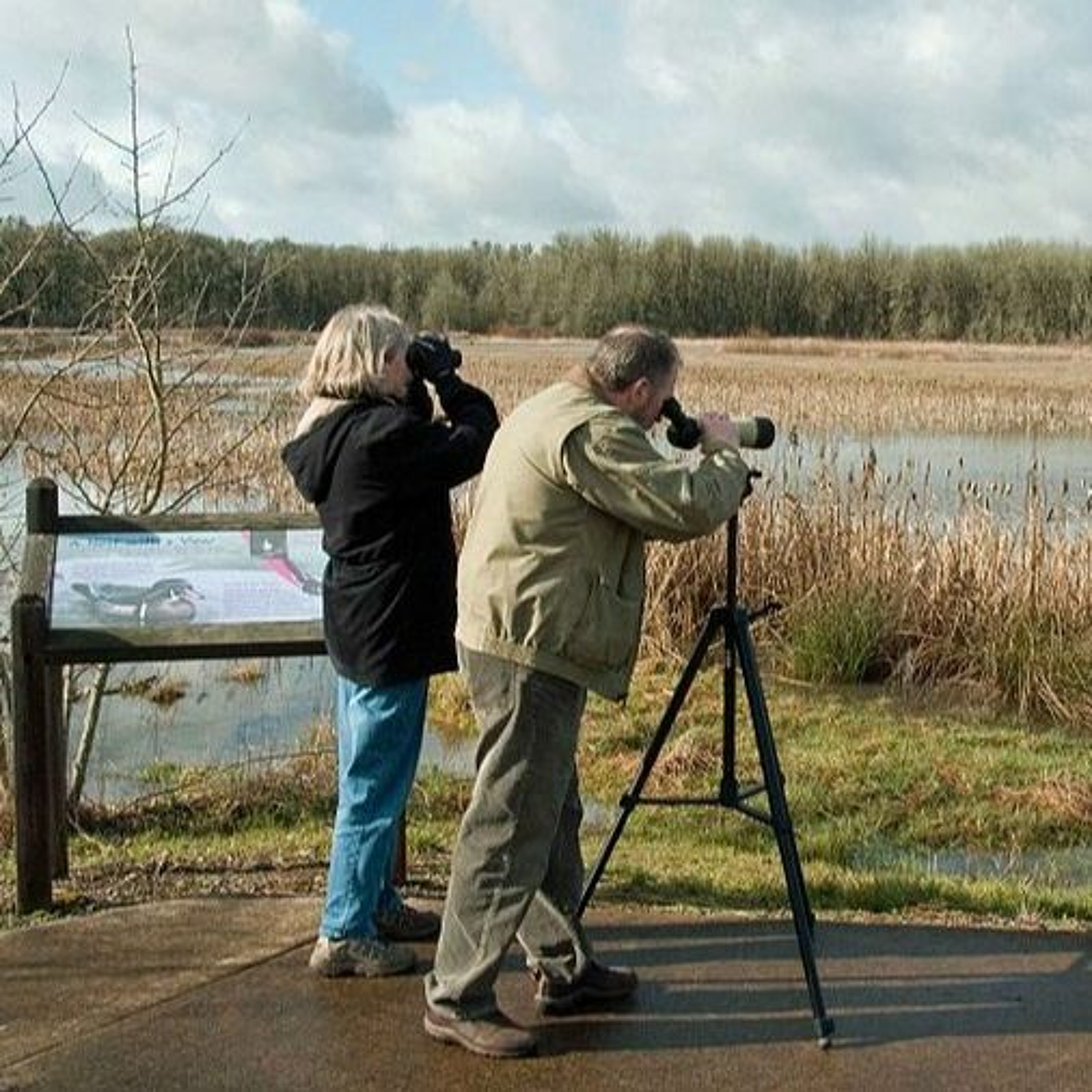 Birding