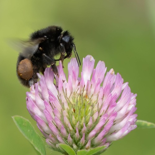 Short-haired Bumblebee