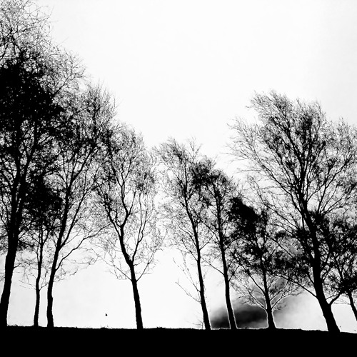 Week 184–The Best TIme To Plant A Tree. Mp3