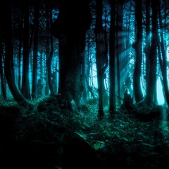 Forest at Night NOT A DJ MIX 2024 - 11 - 27
