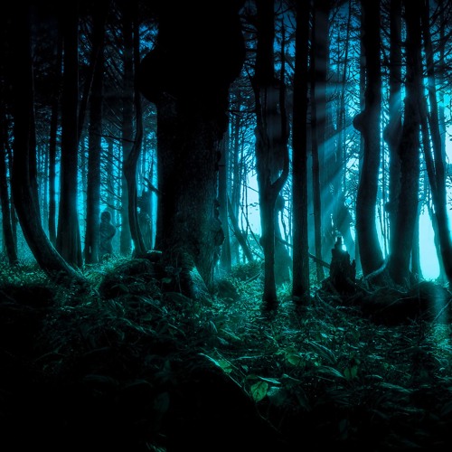 Forest at Night NOT A DJ MIX 2024 - 11 - 27