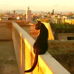 夜猫（TopMedia）