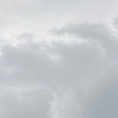 Born To Fly (prod. Apollo Young)