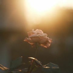 Where Do We Go Bloom - LAMA x Dabin Mash up