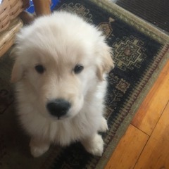 chicken dinner        9am