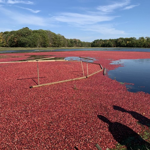 Stream episode Episode 14 Cranberry Production by Field Notes podcast