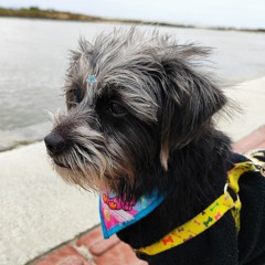 Retratos da Mesma Cidade