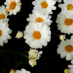 A Love That Echoes Through the Night