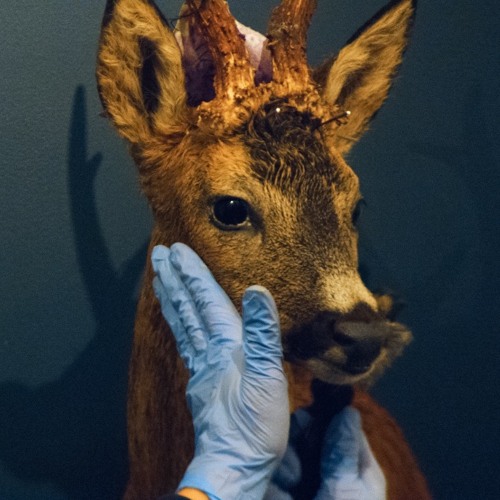 Hot Docs 2023 Spotlight: Peter Hammer’s REVIR - EVERYTHING YOU HOLD DEAR