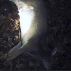 NIGHT TIME ft DuffleBagDouglas