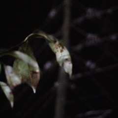 is that so (prod. cormodt)