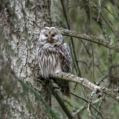 Ural Owls calling and mating
