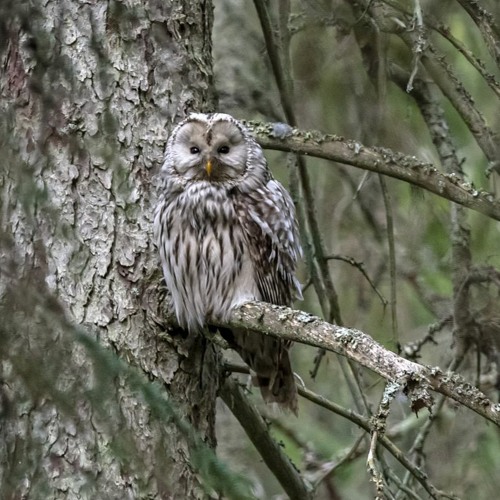 Ural Owls calling and mating