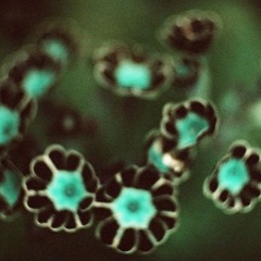 Sinapsis
