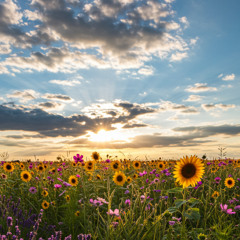 Sky Flower Wind and Kiss