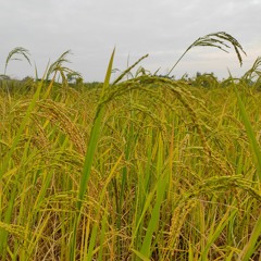 ரிலையன்ஸ் அறக்கட்டளை வழங்கும் நெற்கதிர் வெளிவரும் போது நெல் மணிகள் திரட்சியாக வர மோர்க்கரைசல்