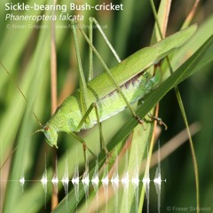 Sickle-bearing Bush-cricket (Phaneroptera falcata)