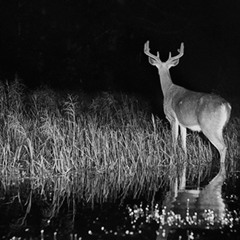 hunting with camera NIGHT