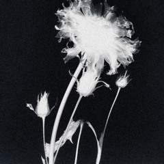session_untitled_song_no.4