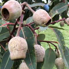 Prof Grahame Acres - Cryptic Gumnut Angel