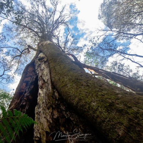 Lyrebird Audio In Toolangi Forest, Australia