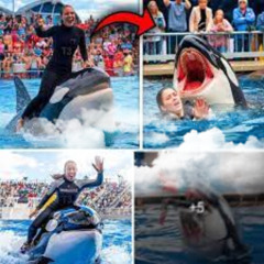[TRENDING] jessica radcliffe que le paso jessica radcliffe video orca angriff orca tötet twitter