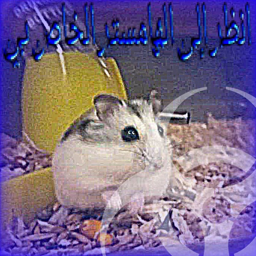 homyak_booblick