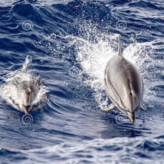 Solstice Dolphins