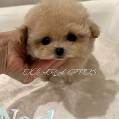 Premium Micro Teacup Poodle Puppies for Sale Michigan | TIARA PETS