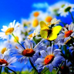 Bye Bye Butterfly