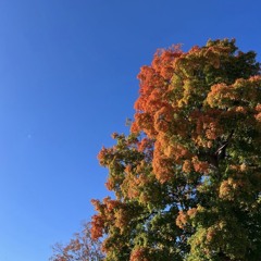 Summer fell for autum