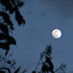 At Night (Rough Demo)